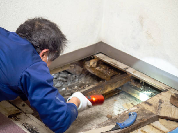 Best Affordable Mold Removal  in Sterling, IL