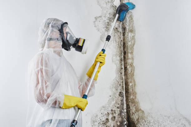 Best Mold Damage Repair  in Sterling, IL