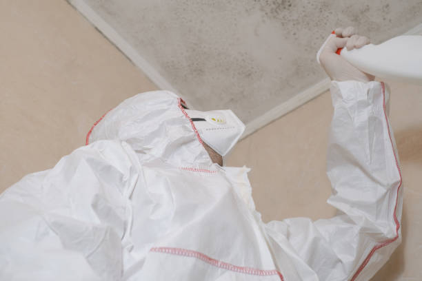 Professional Mold Removal in Sterling, IL